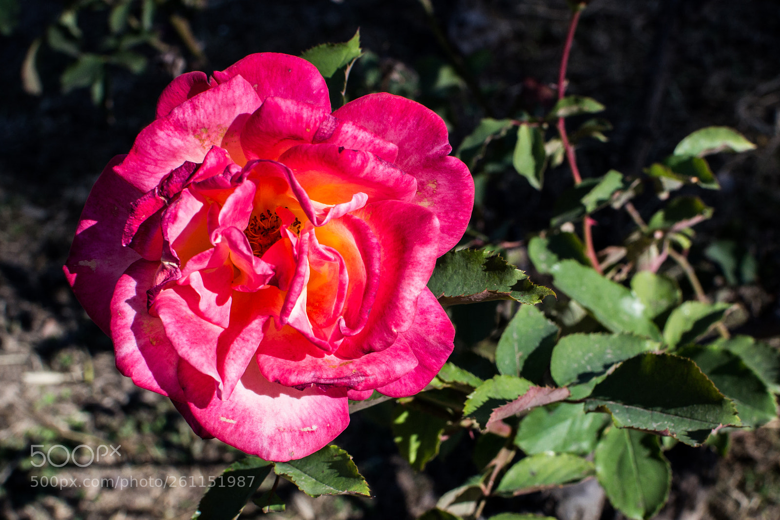 Nikon D3100 sample photo. Green, pink and yellow photography