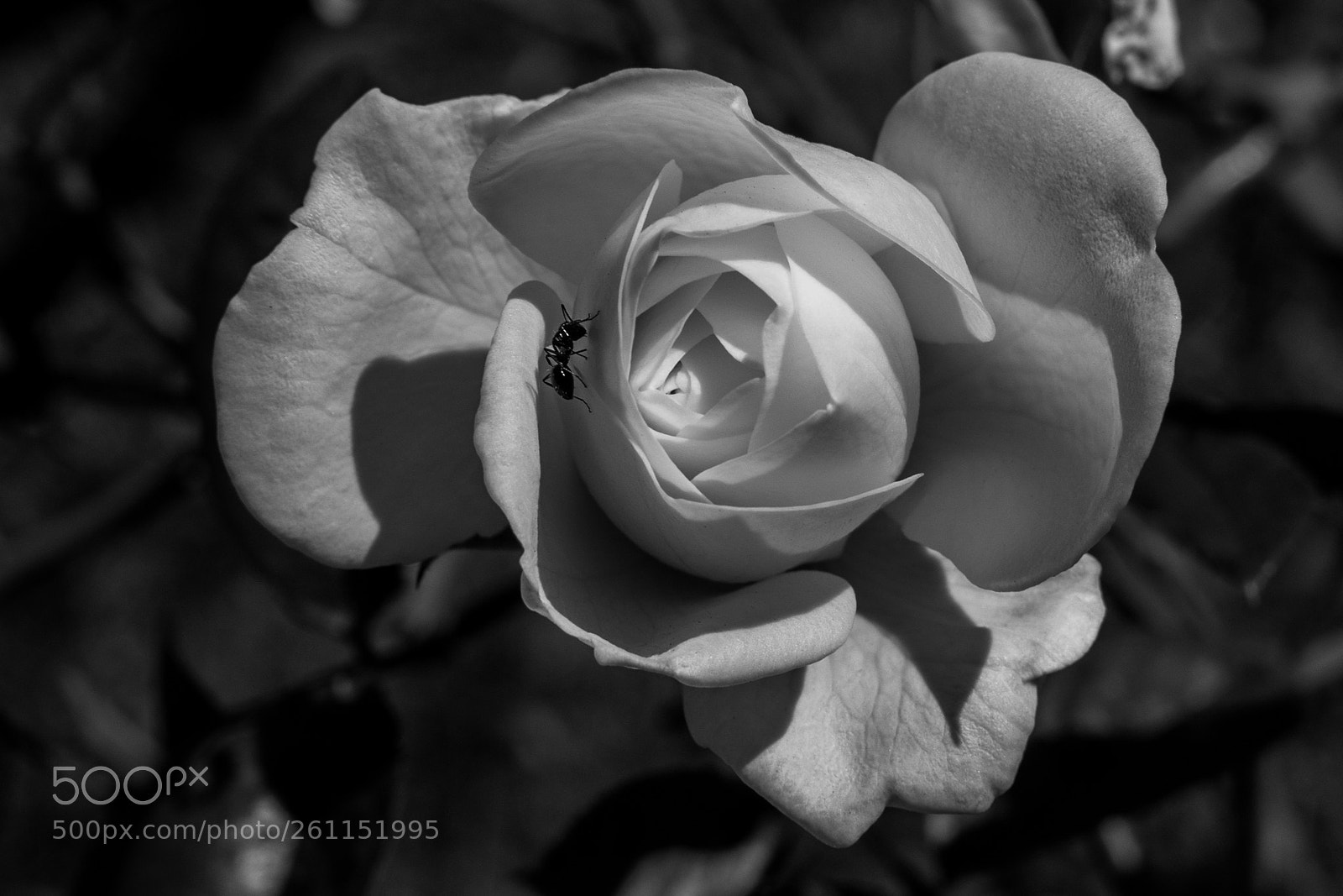Nikon D3100 sample photo. Explorer photography