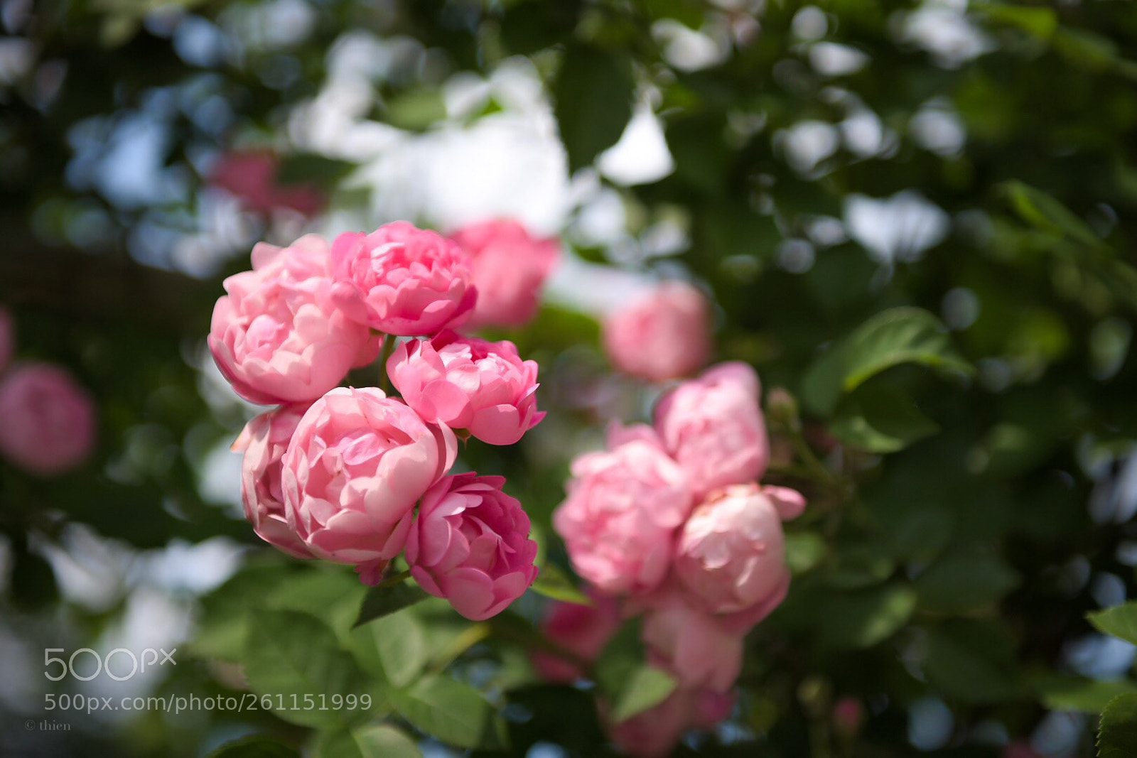 Nikon D750 sample photo. Rose photography
