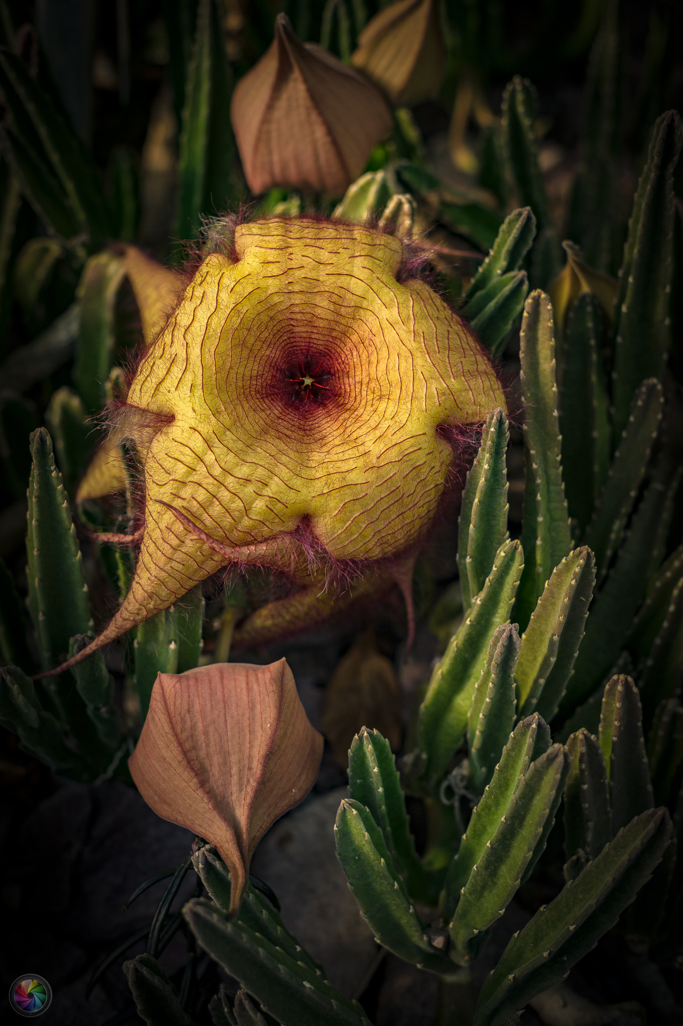 Sony a99 II sample photo. Botanischen gartens st.gallen - 75 photography