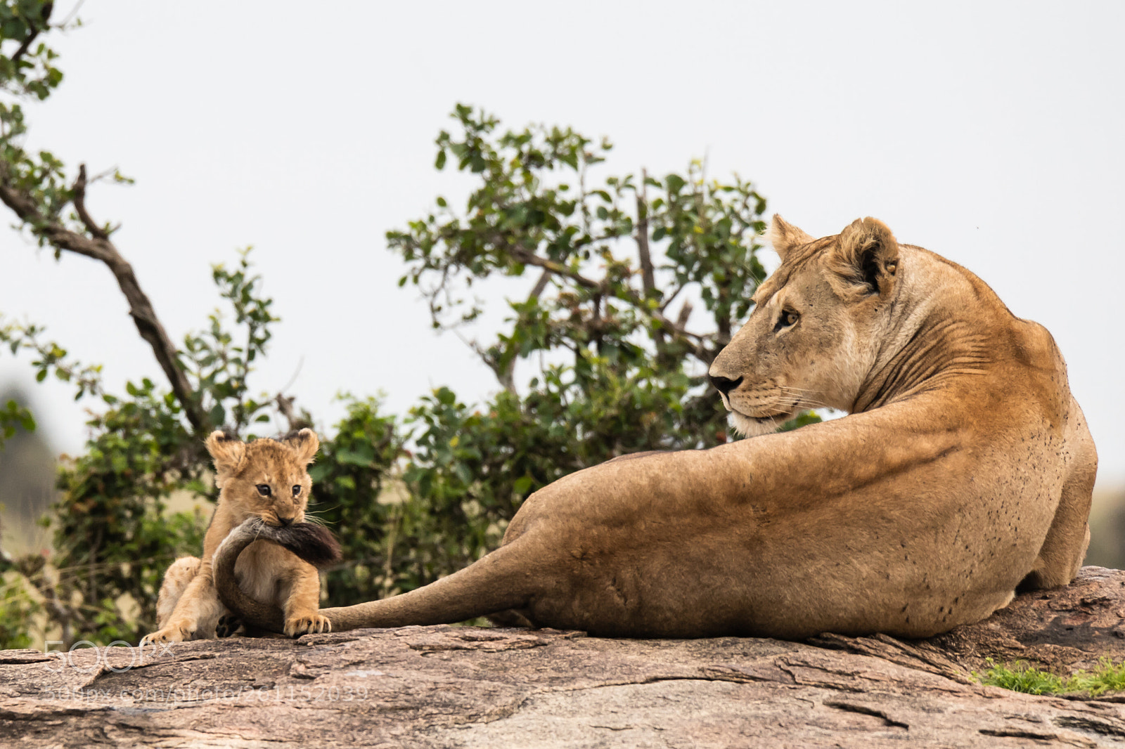 Canon EOS 6D Mark II sample photo. Serengeti d photography