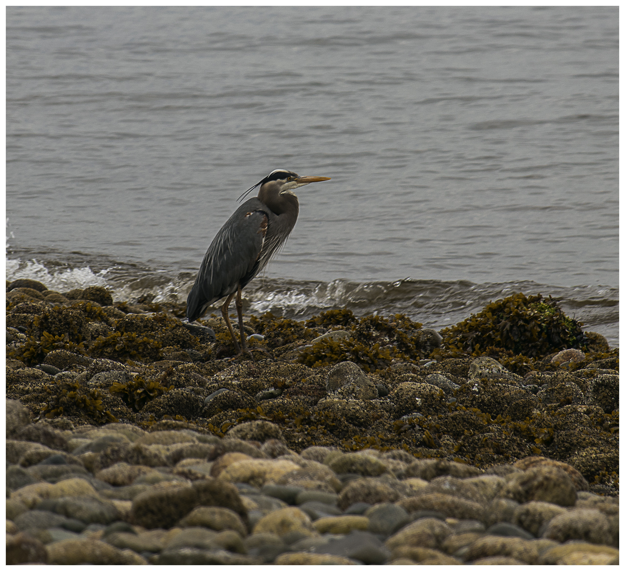 Canon EOS 200D (EOS Rebel SL2 / EOS Kiss X9) sample photo. Relaxin blue heron photography