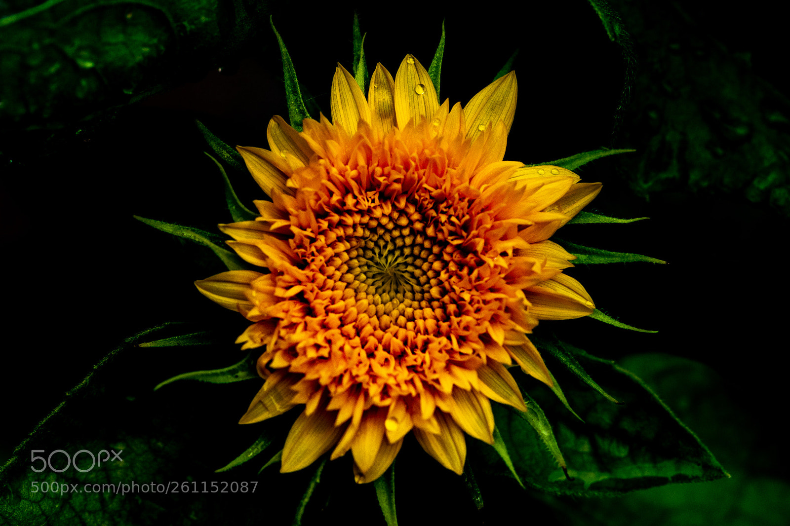 Nikon D5300 sample photo. Floral glory photography