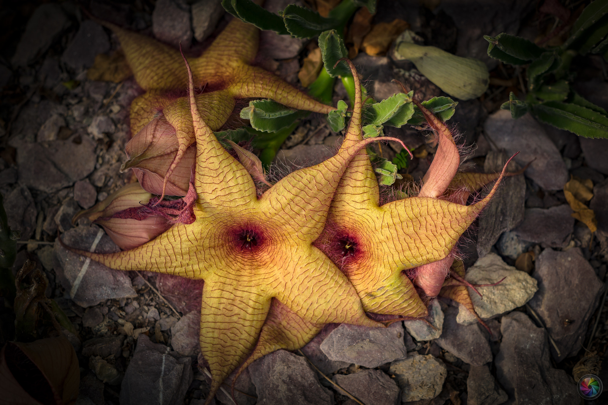 Sony a99 II sample photo. Botanischen gartens st.gallen - 76 photography