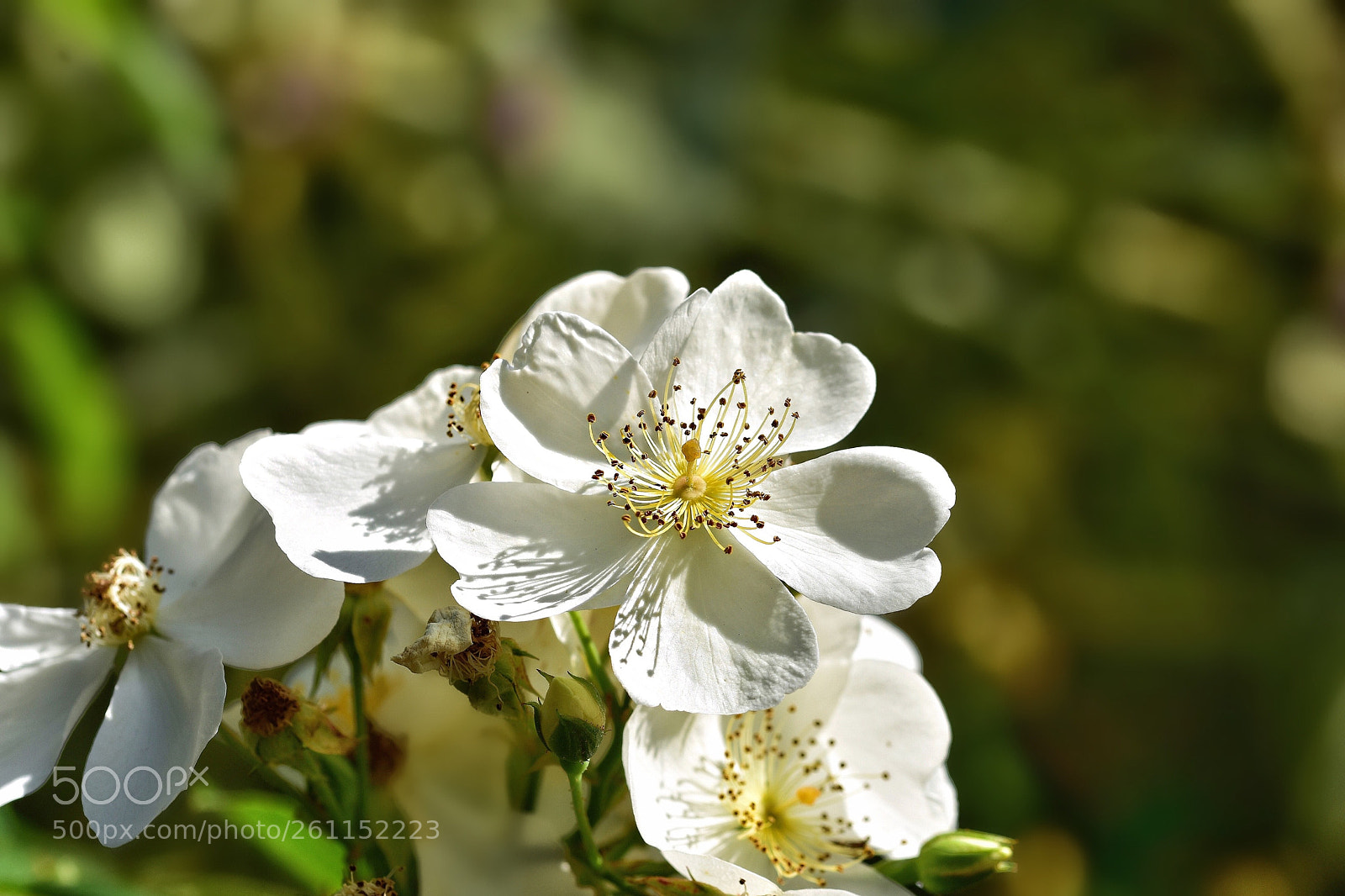 Nikon D7200 sample photo. Nature  photography