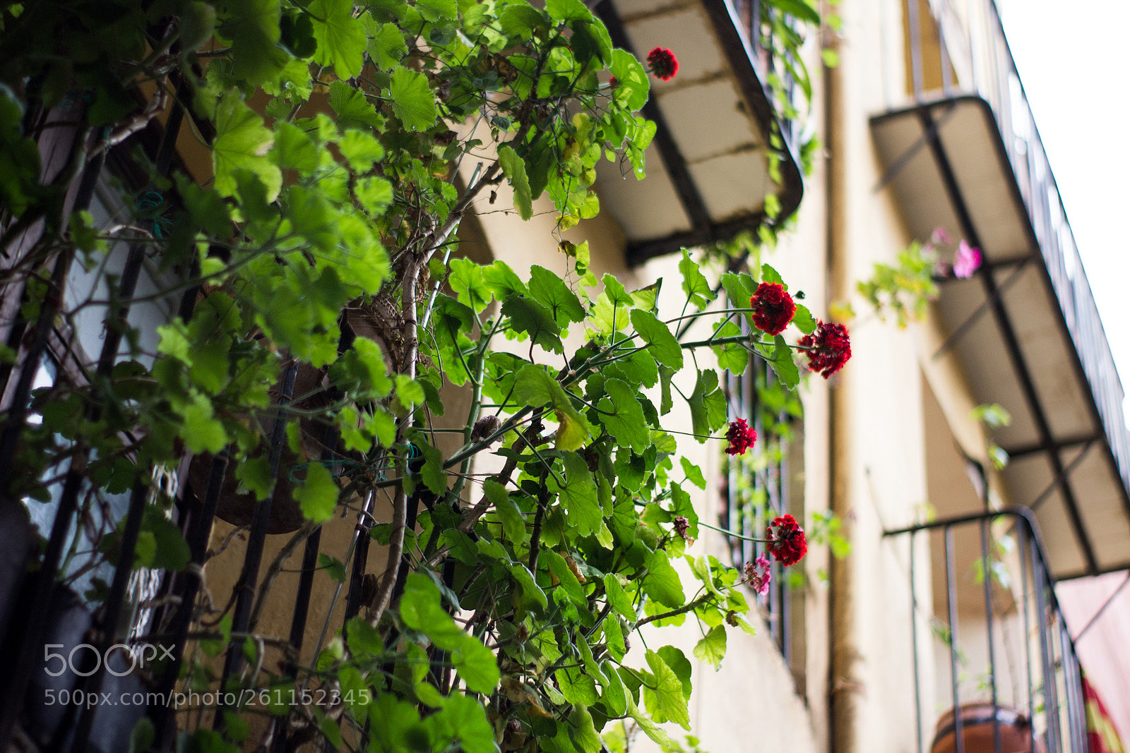 Canon EOS 1200D (EOS Rebel T5 / EOS Kiss X70 / EOS Hi) sample photo. Flaneur #1 photography
