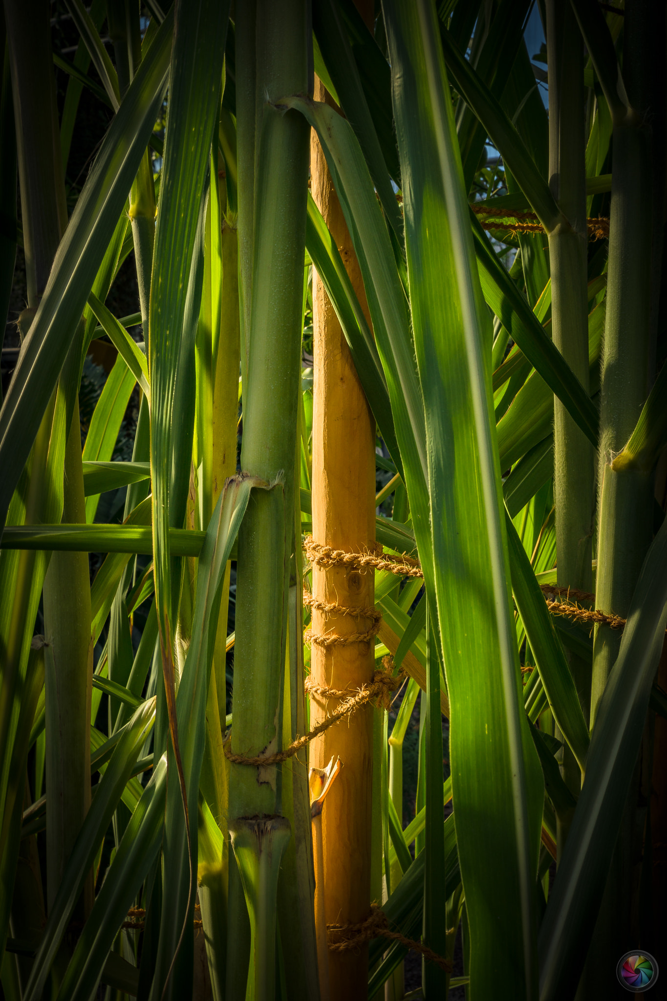 Sony a99 II sample photo. Botanischen gartens st.gallen - 78 photography