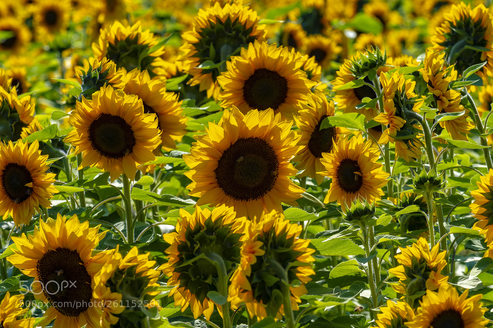 Nikon D500 sample photo. Beautiful sunflowers in san photography