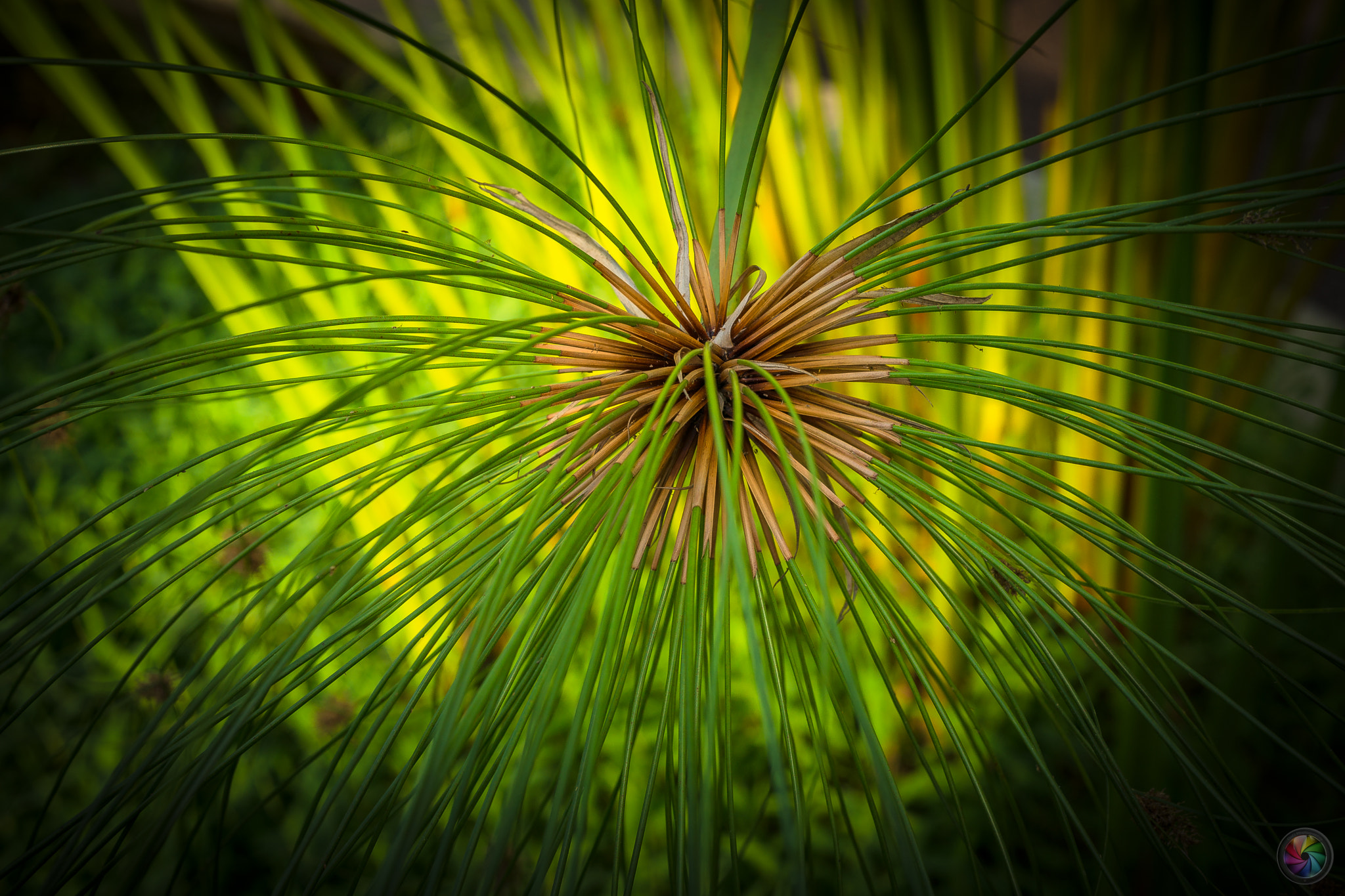 Sony a99 II sample photo. Botanischen gartens st.gallen - 79 photography