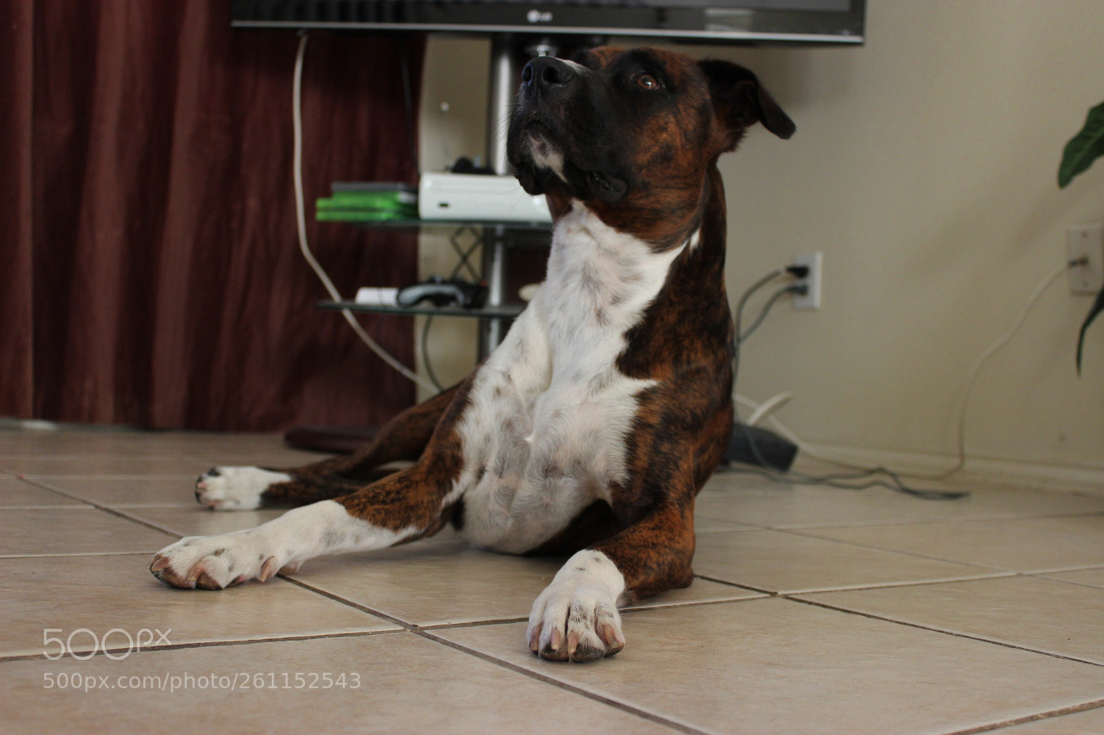 Canon EOS 600D (Rebel EOS T3i / EOS Kiss X5) sample photo. Dog posing photography