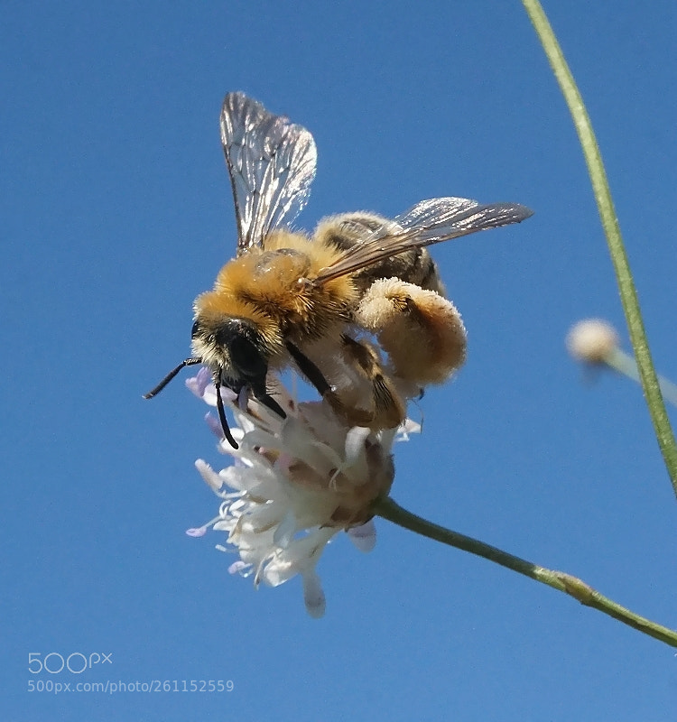 Sony a6000 sample photo. Bee pollen collection on photography