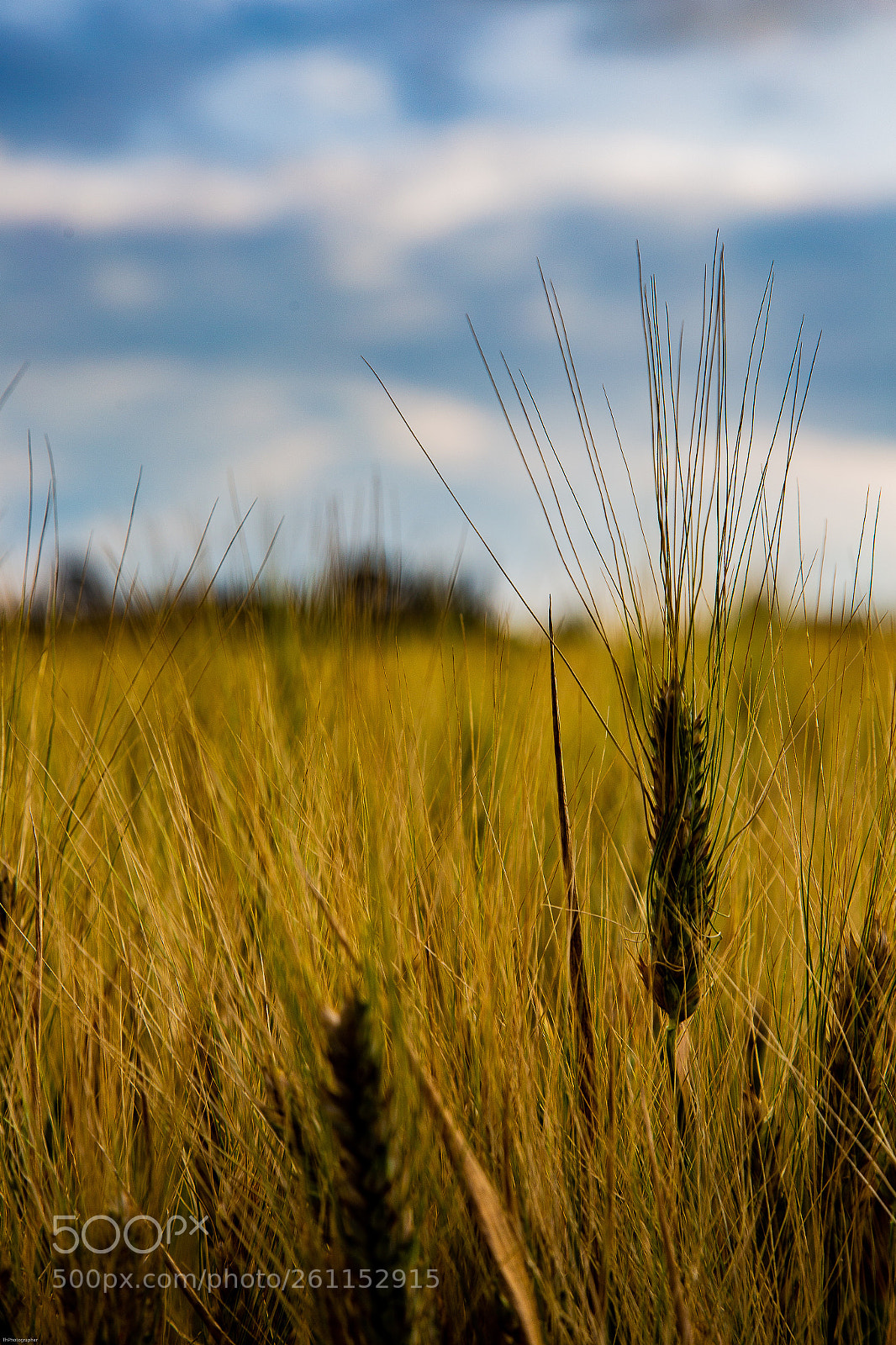 Canon EOS 6D sample photo. Wheat photography