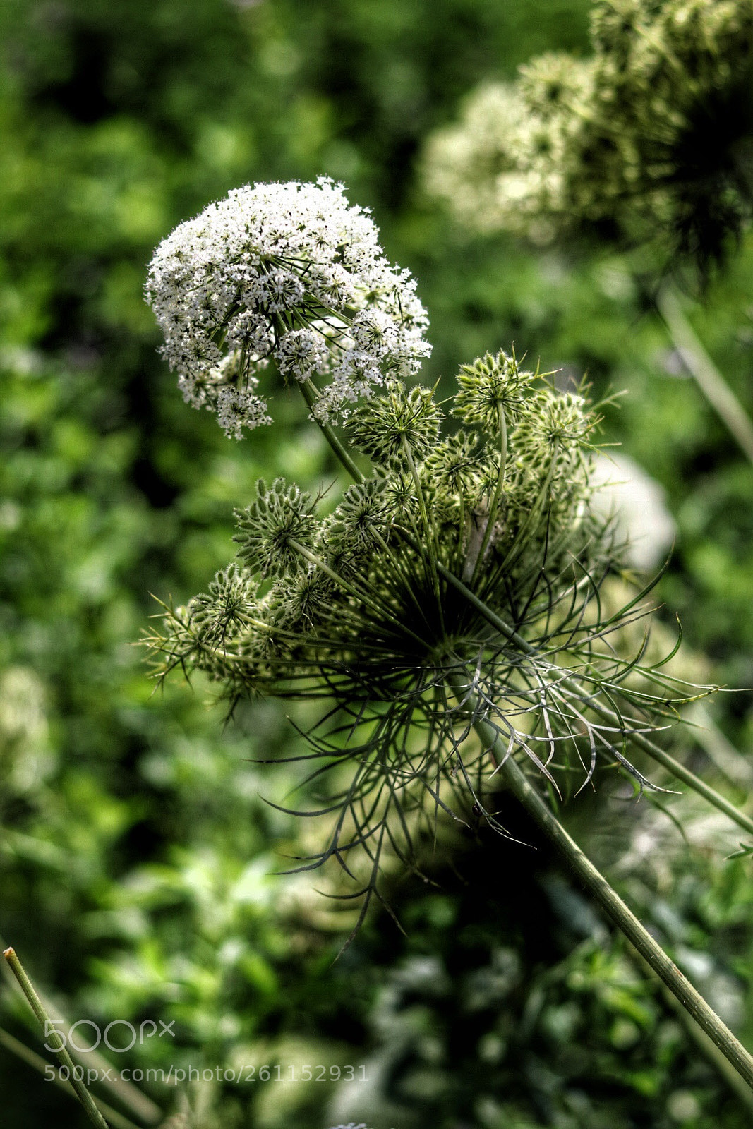 Canon EOS 80D sample photo. Untitled photography