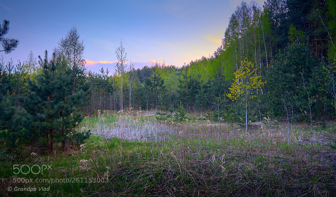 Canon EOS 1100D (EOS Rebel T3 / EOS Kiss X50) sample photo. A spring glade... photography