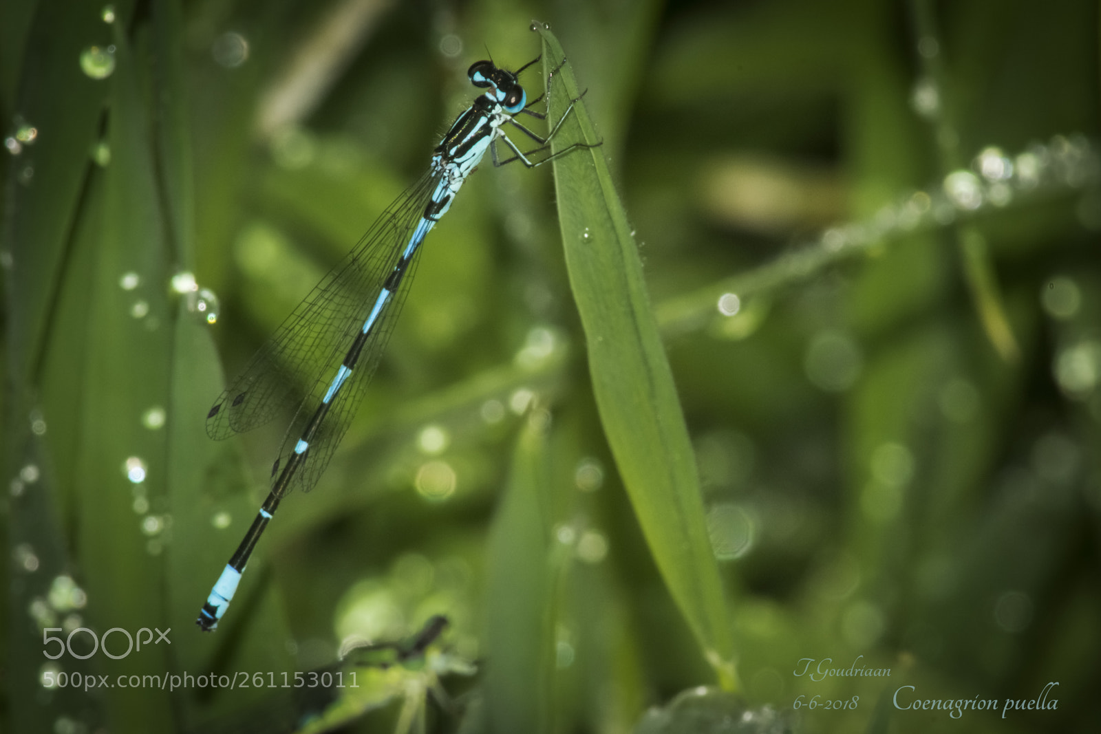 Nikon D5300 sample photo. Dragonfly (coenagrion puella) photography