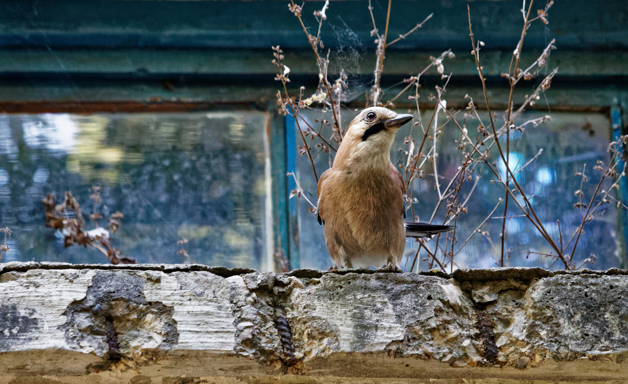 Canon EOS 80D + Canon EF-S 55-250mm F4-5.6 IS STM sample photo. Eurasian jay photography