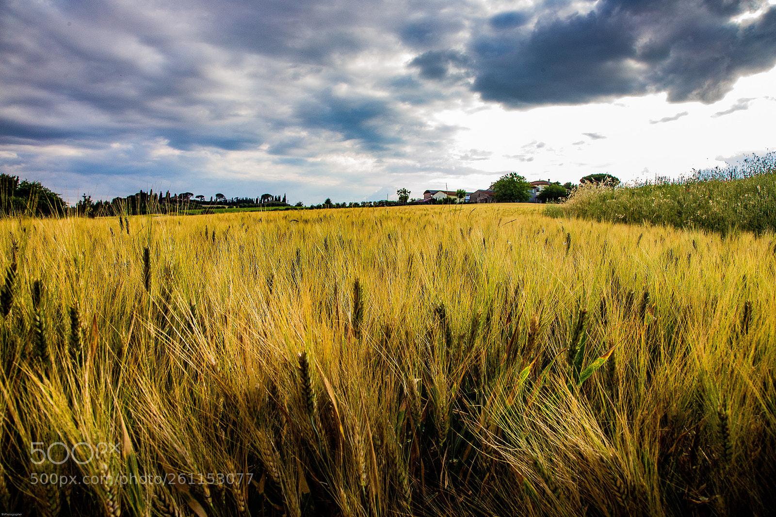 Canon EOS 6D sample photo. Wheat landscape  photography