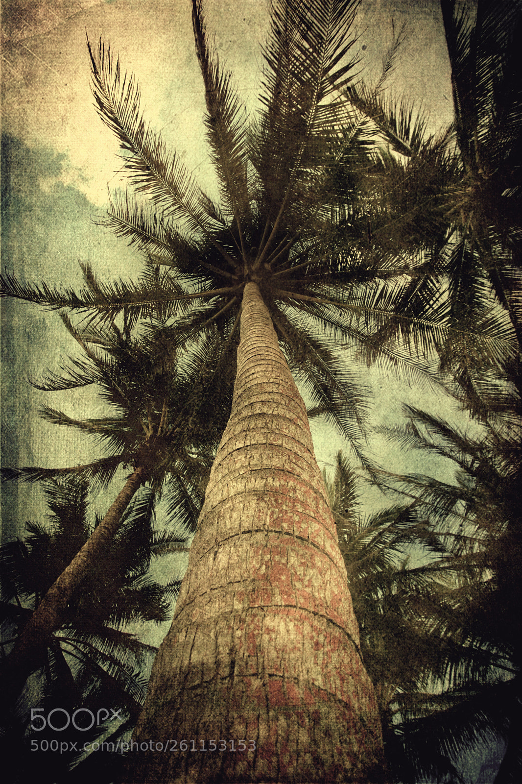 Canon EOS 5D Mark II sample photo. Looking up photography