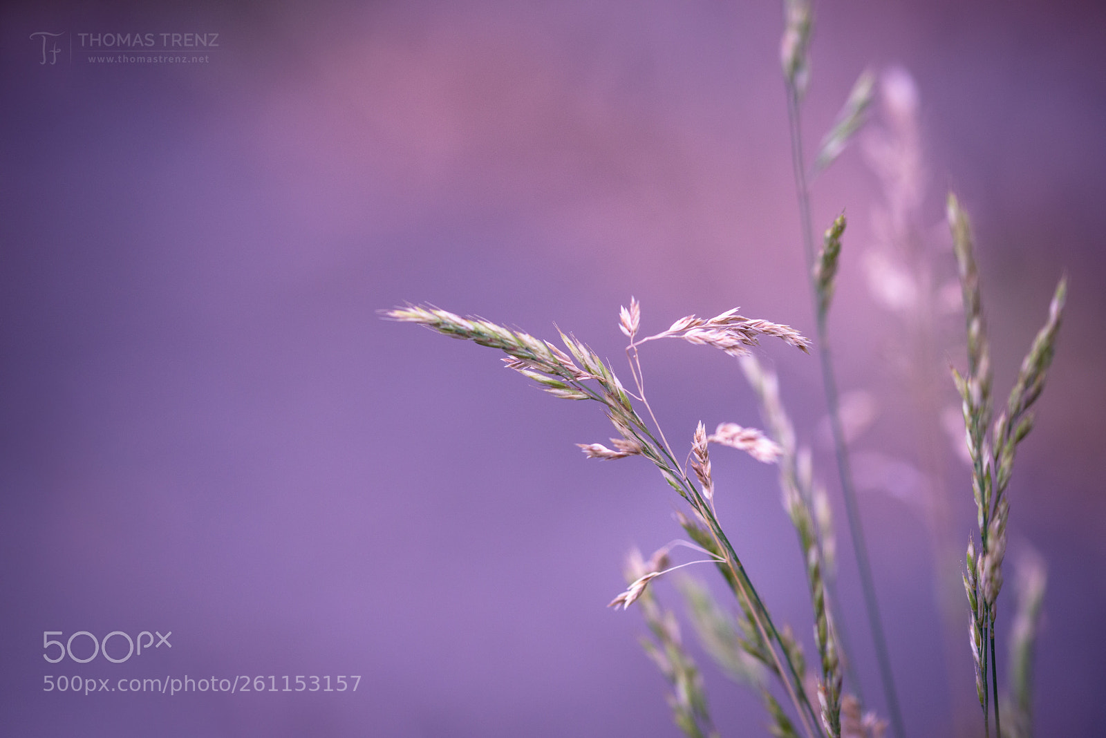 Nikon D600 sample photo. Natural photography