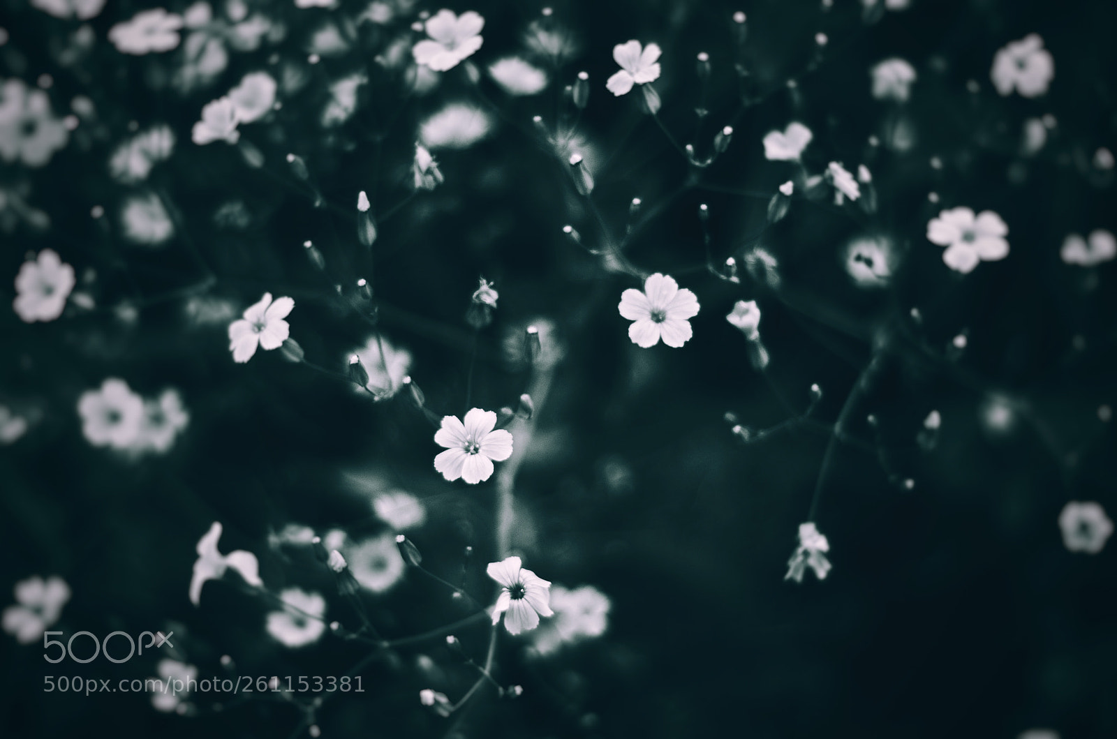 Nikon D7000 sample photo. Wildflower photography