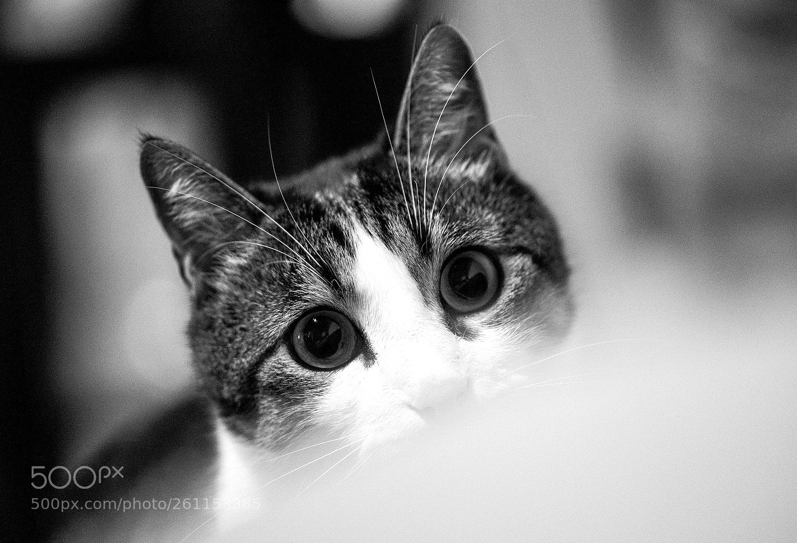 Canon EOS 5D Mark IV sample photo. Predator... (nietzsche) photography