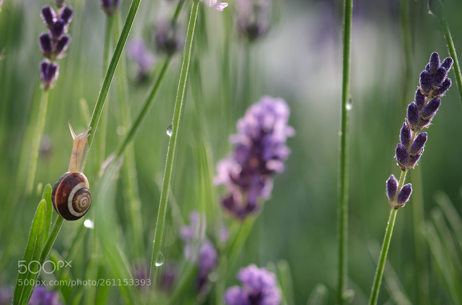 Nikon D5100 sample photo. _...-0233.jpg photography