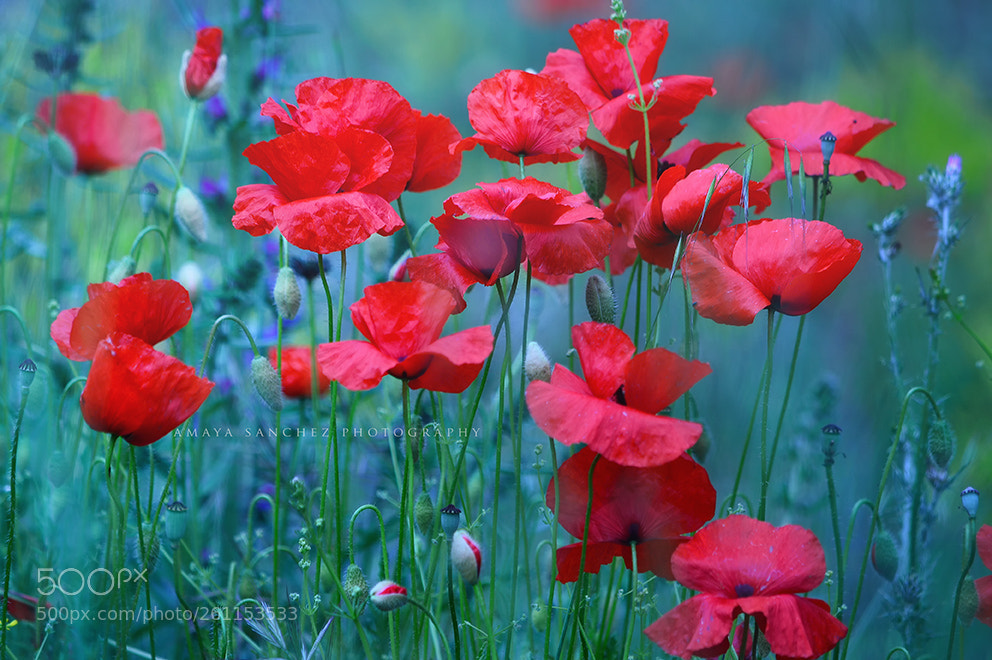 Nikon D3200 sample photo. "red poppies in blue..." photography