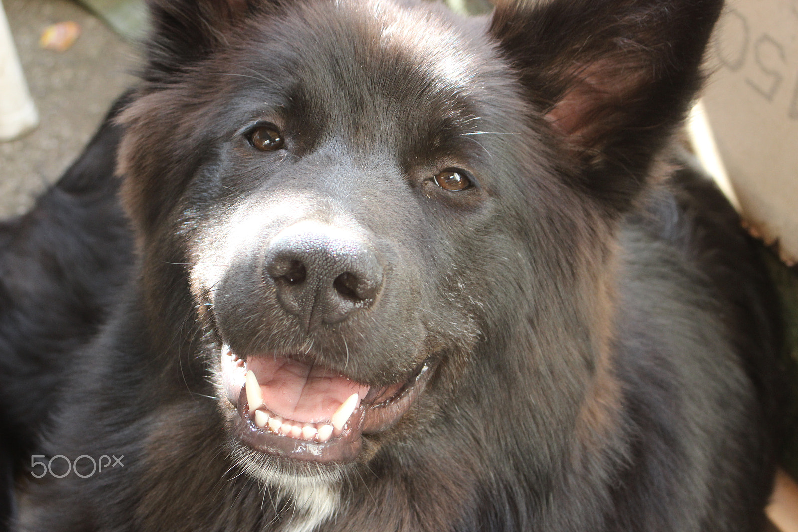 Canon EF 28-80mm f/3.5-5.6 sample photo. Eurasier lacht photography