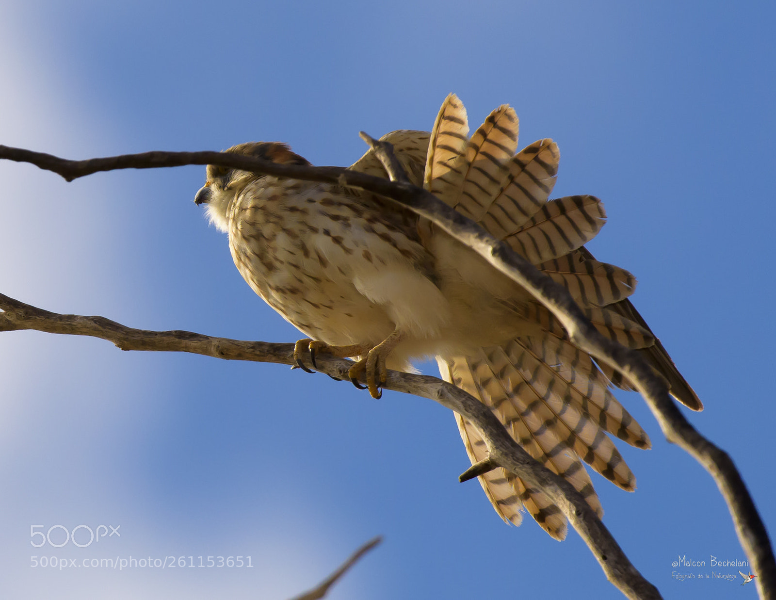 Nikon D810 sample photo. Mbs photography