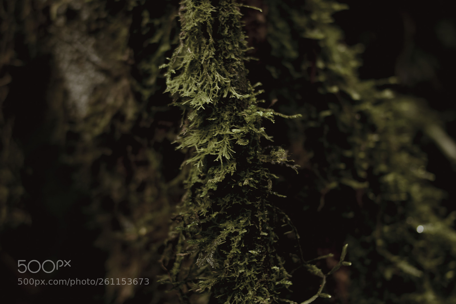 Canon EOS 80D sample photo. A floresta photography