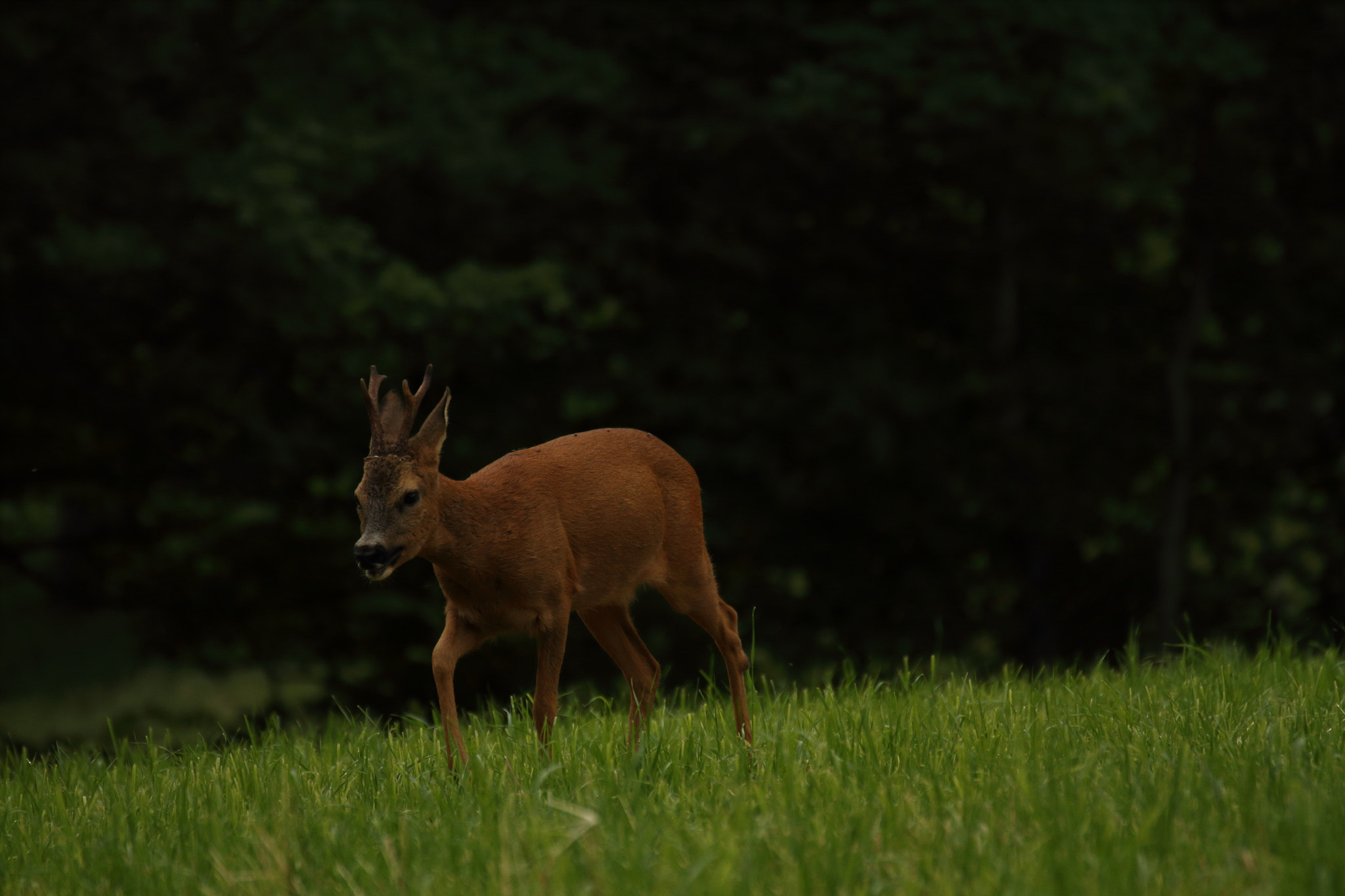 Tamron SP 35mm F1.8 Di VC USD sample photo. Belle rencontre photography