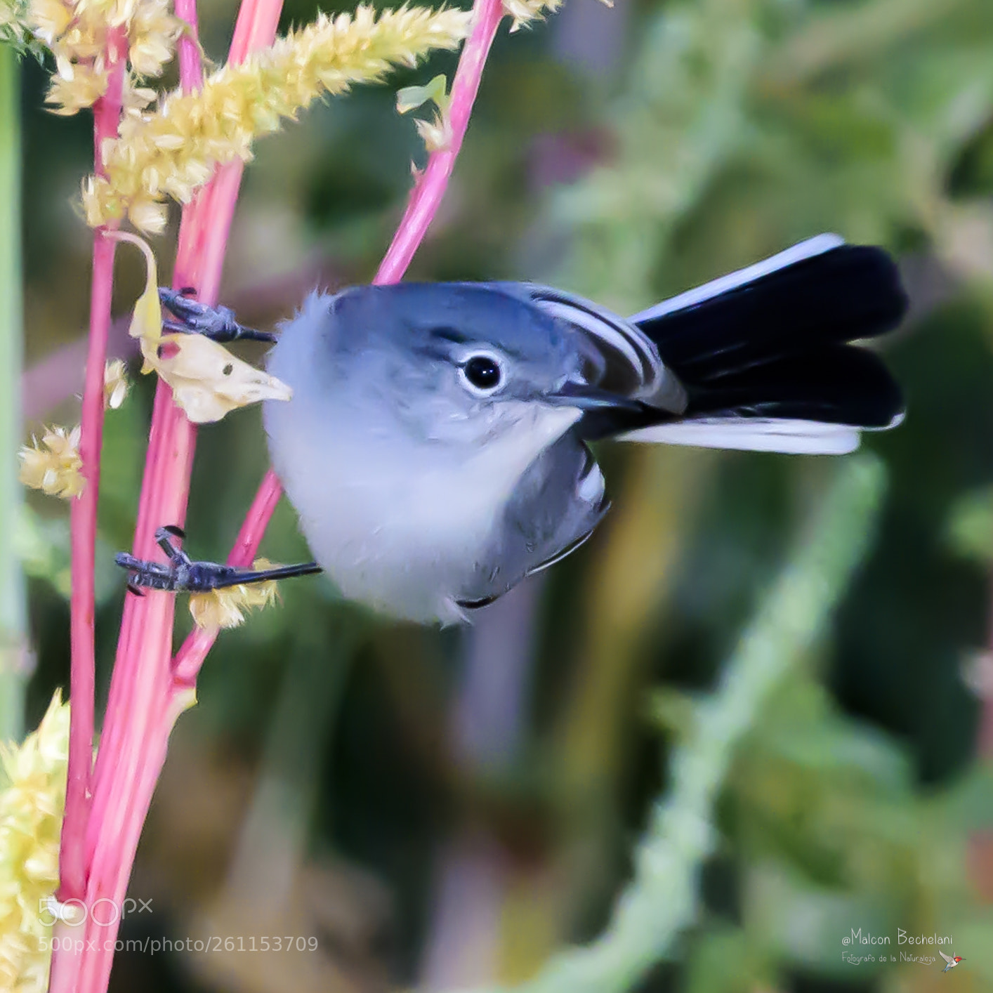 Nikon D810 sample photo. Mbs photography