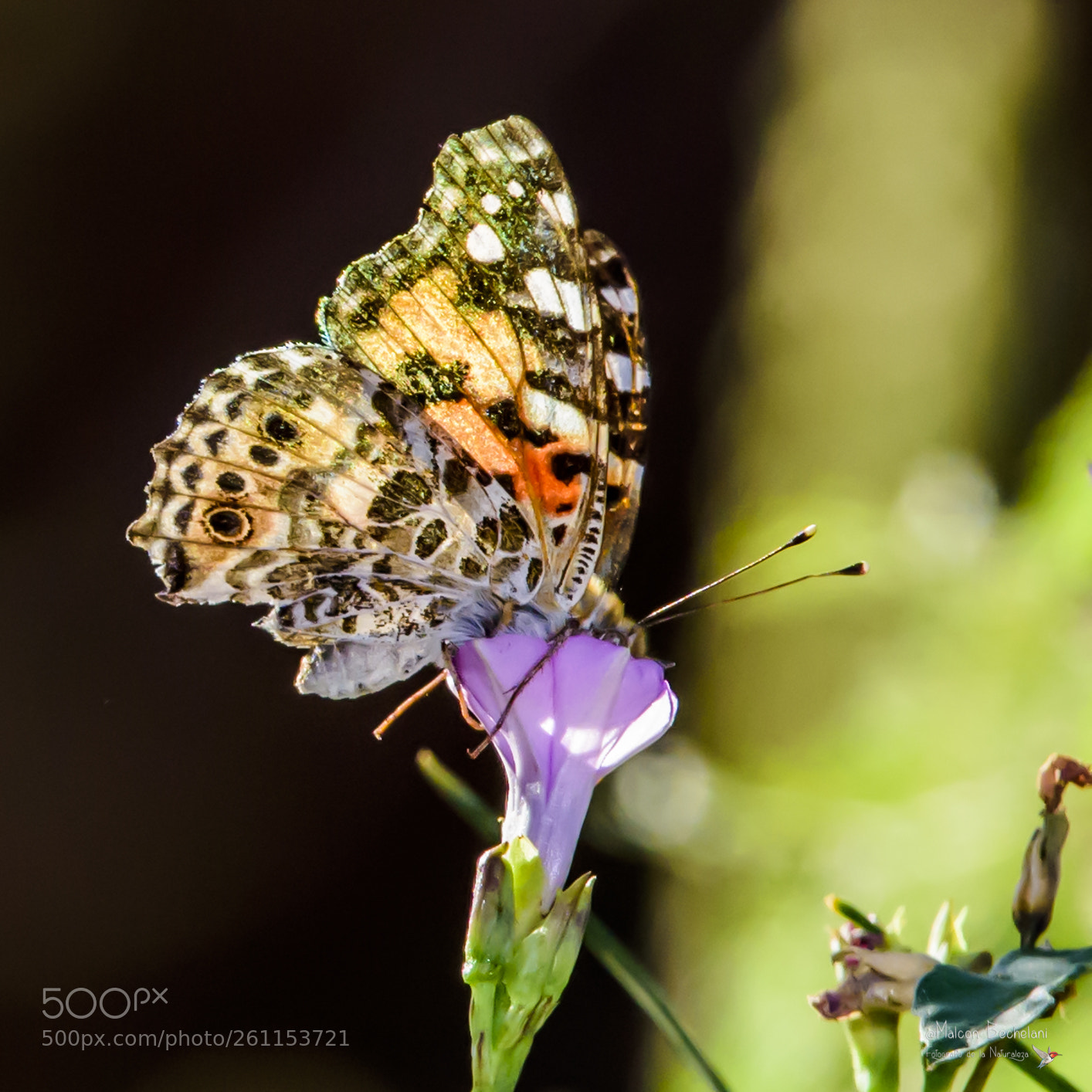 Nikon D810 sample photo. Mbs photography
