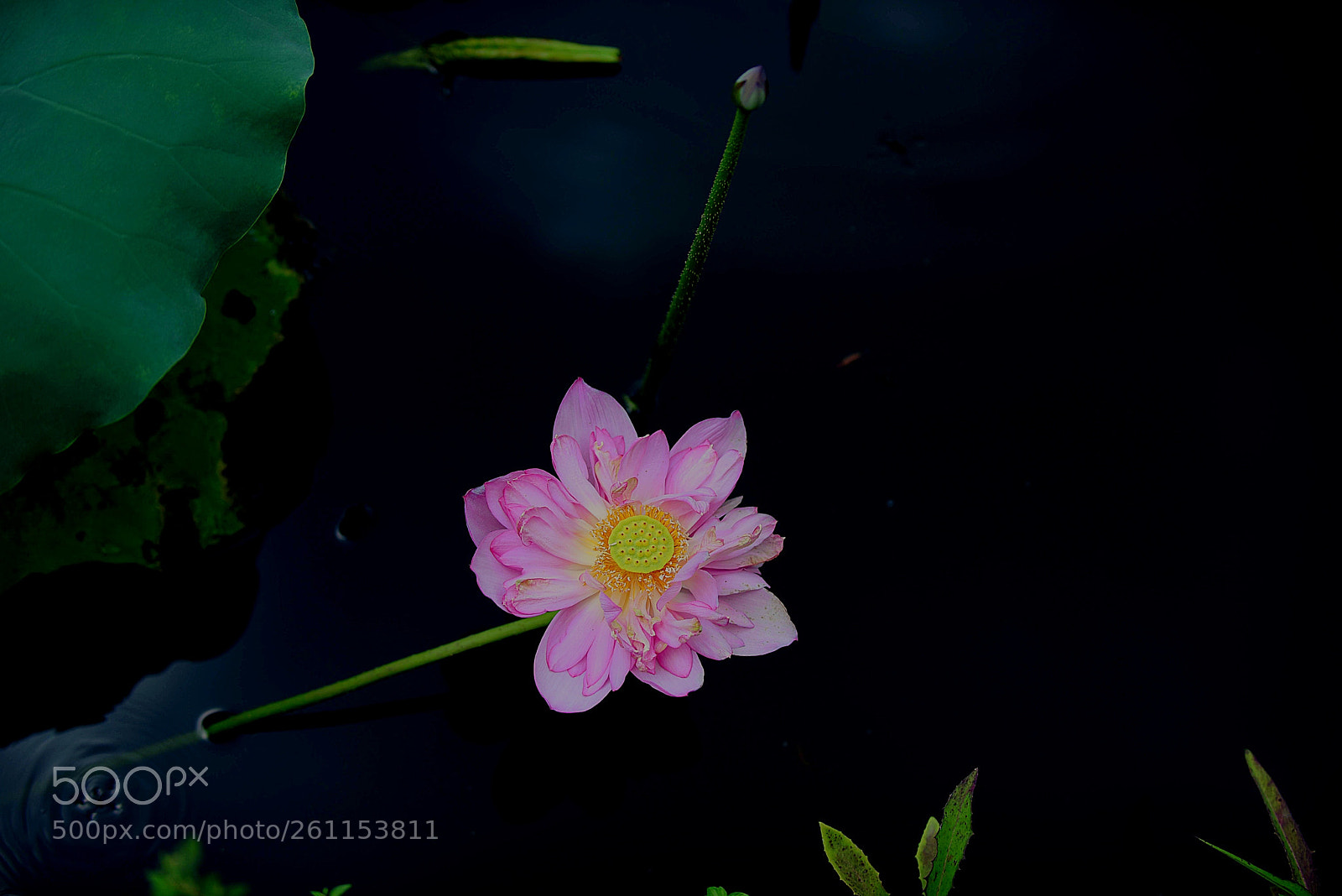 Nikon D750 sample photo. Lotus flower... photography