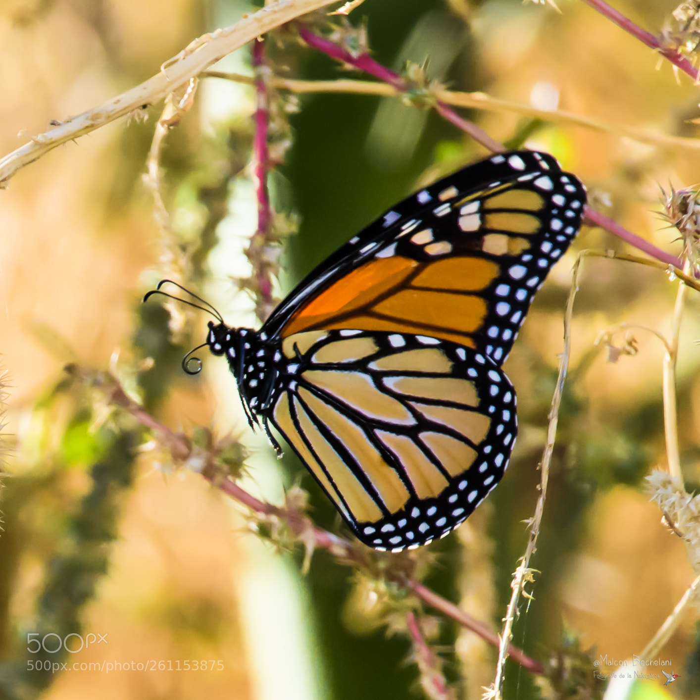 Nikon D810 sample photo. Mbs photography