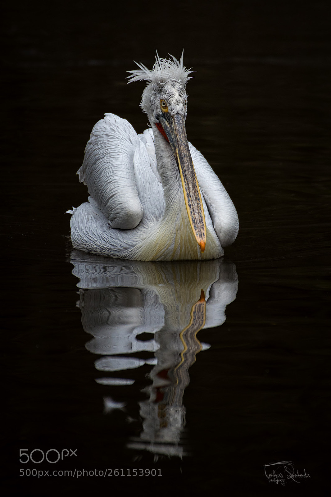Nikon D750 sample photo. The dalmatian pelican pelecanus photography