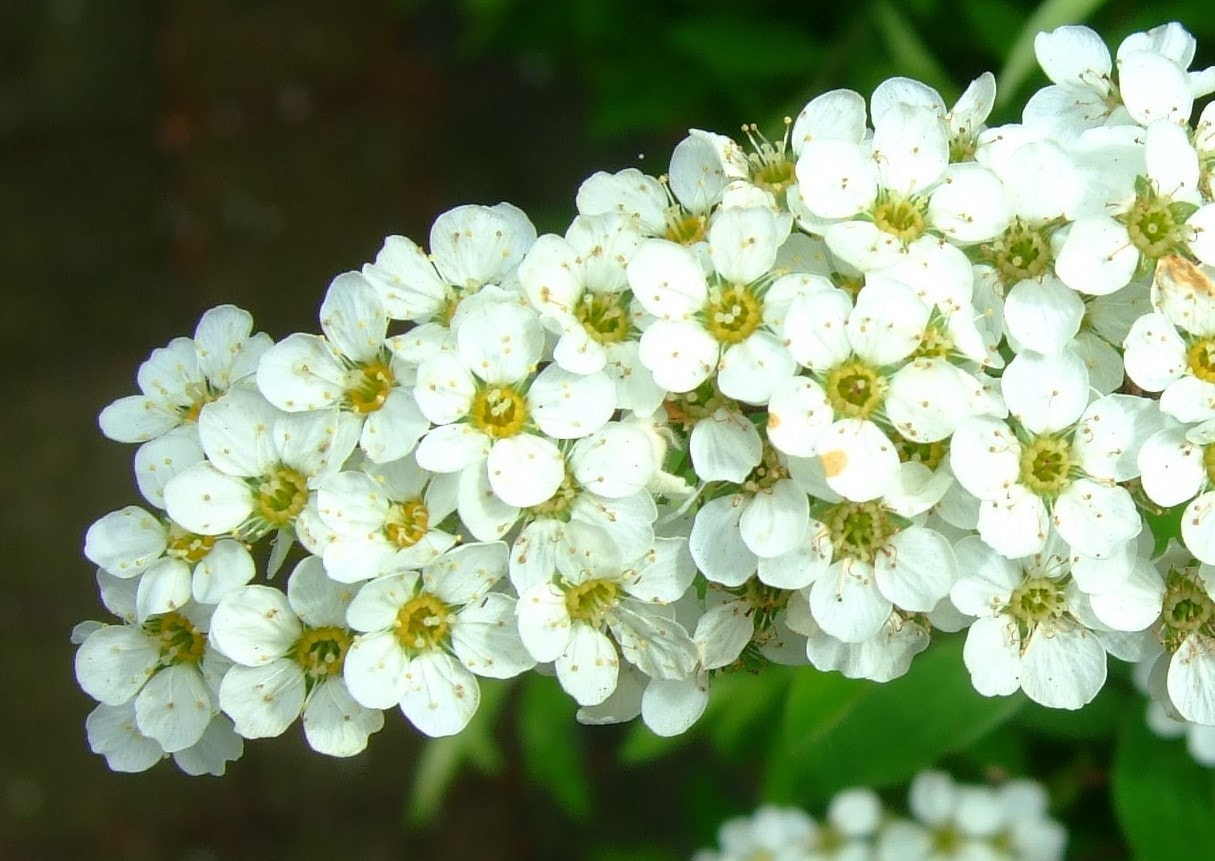 Fujifilm FinePix F20 sample photo. (a bunch of little flowers) photography