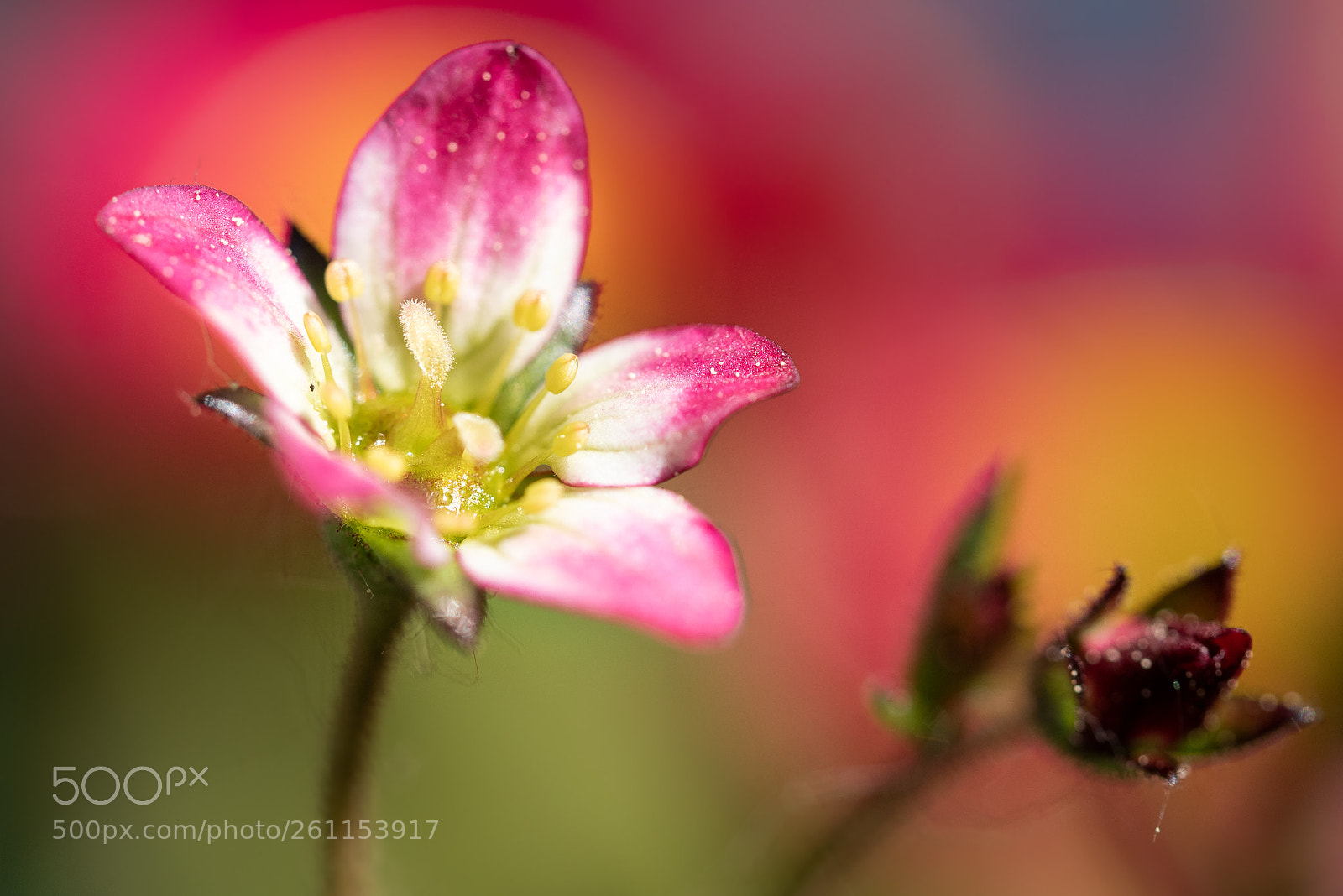 Panasonic Lumix DMC-GX85 (Lumix DMC-GX80 / Lumix DMC-GX7 Mark II) sample photo. Little flower photography