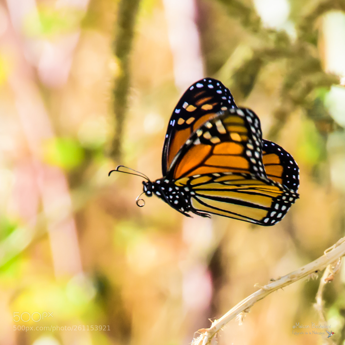 Nikon D810 sample photo. Mbs photography