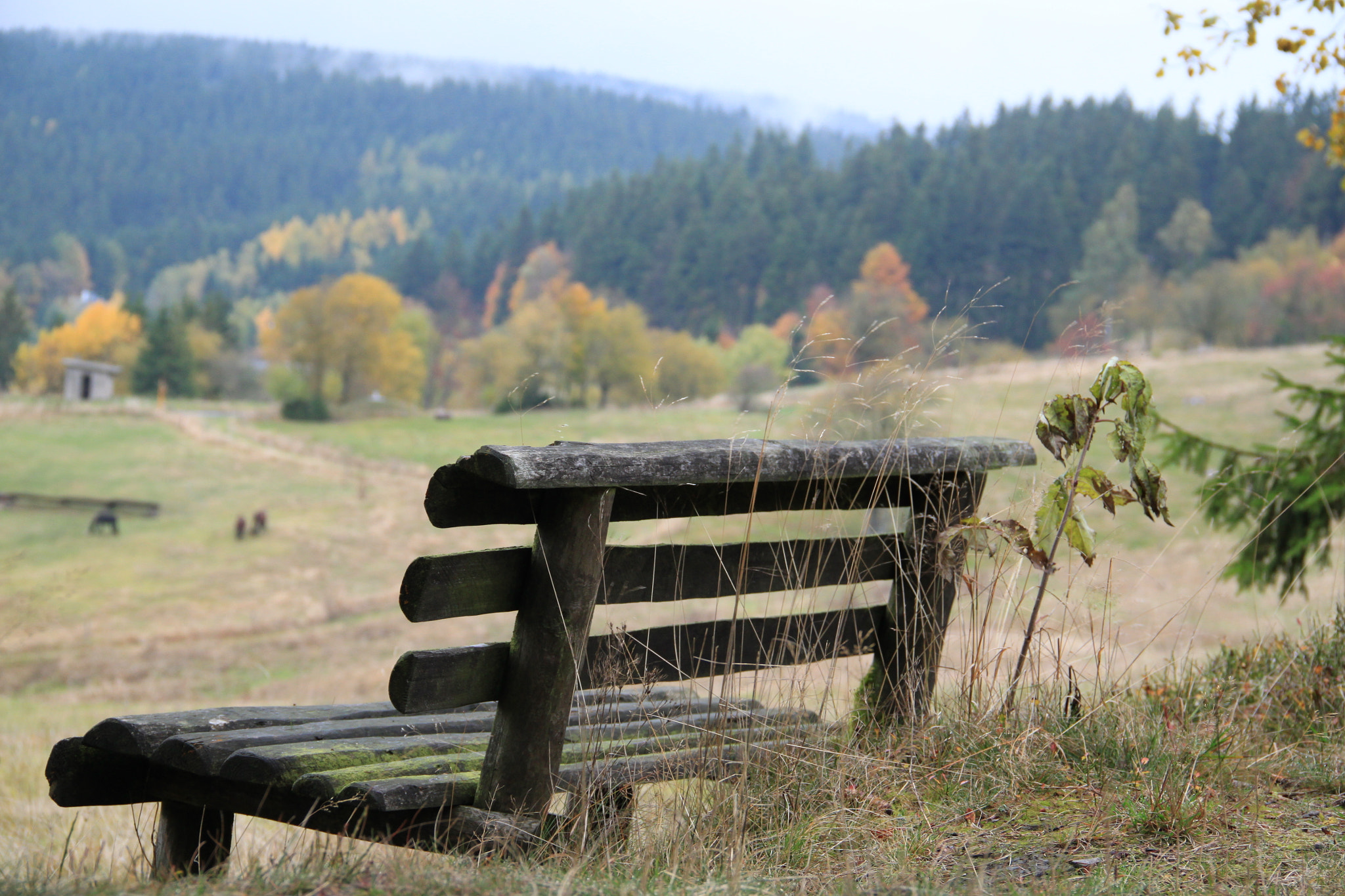 Canon EOS 500D (EOS Rebel T1i / EOS Kiss X3) sample photo. Herbst photography