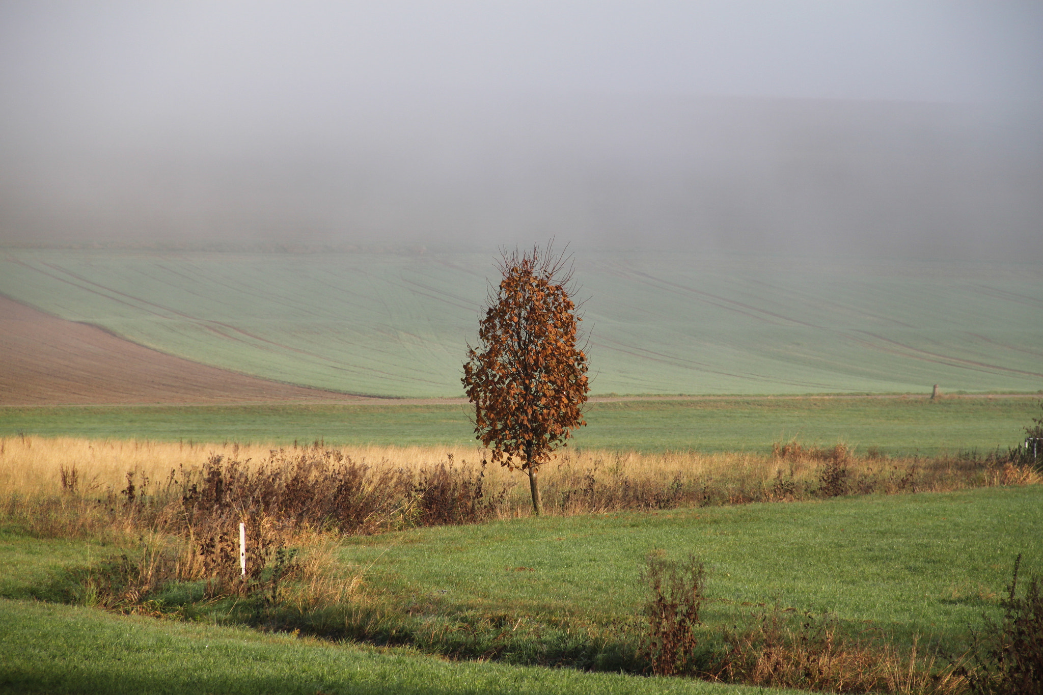 Canon EOS 500D (EOS Rebel T1i / EOS Kiss X3) sample photo. Morgennebel photography
