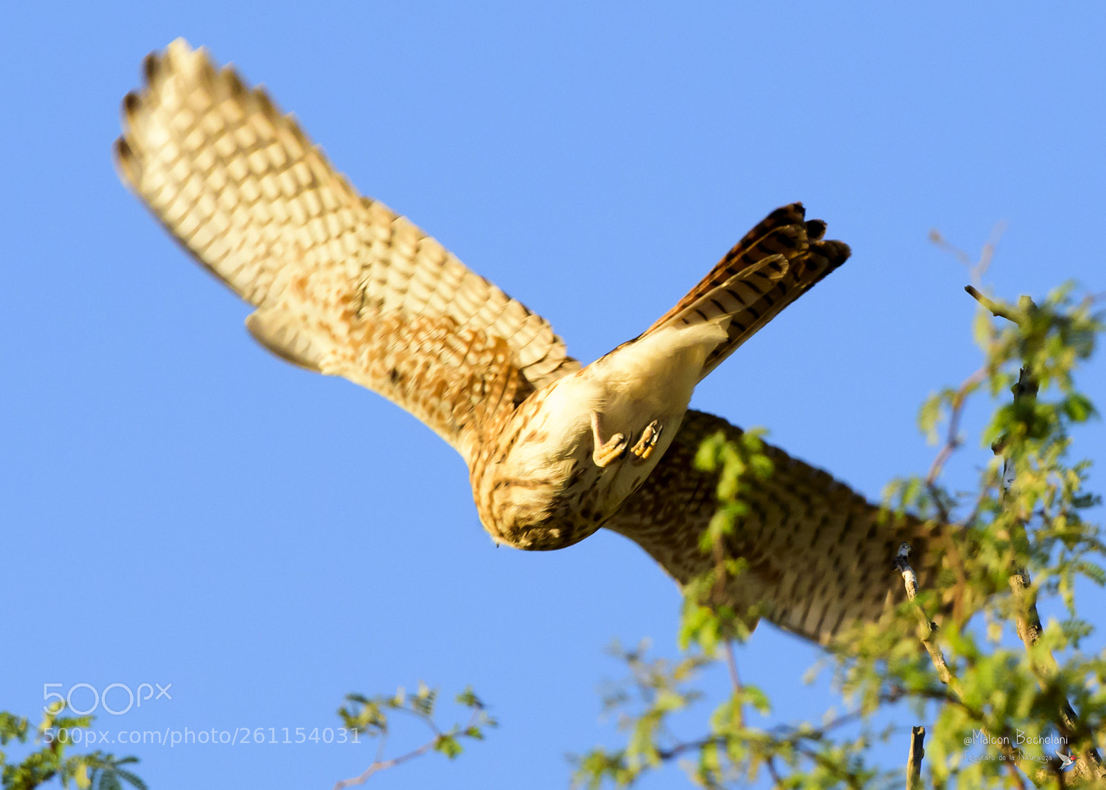 Nikon D810 sample photo. Mbs photography