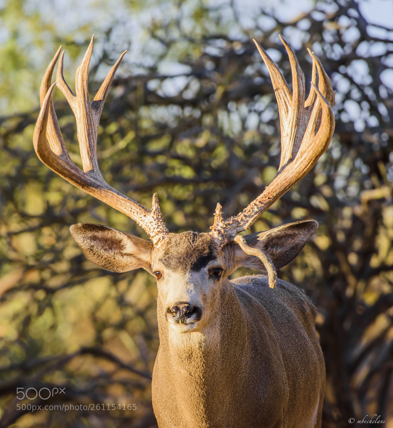 Nikon D810 sample photo. Mbs photography
