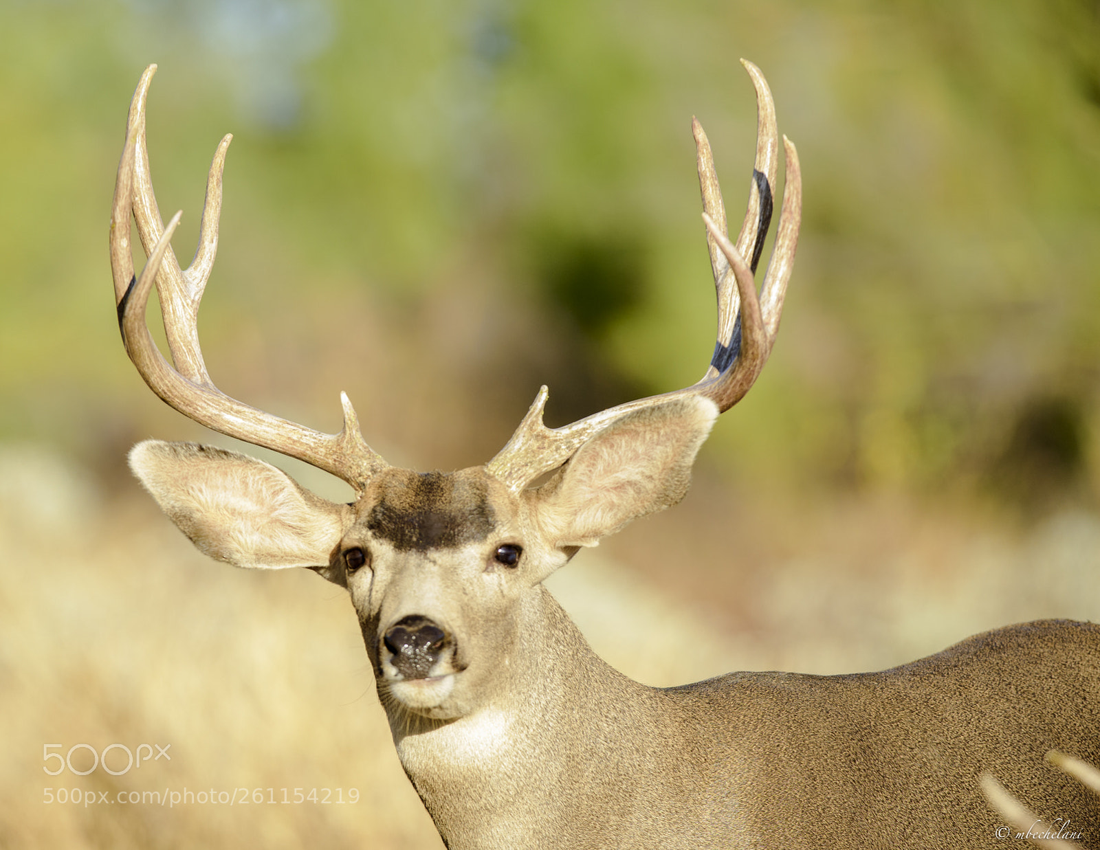 Nikon D810 sample photo. Mbs photography