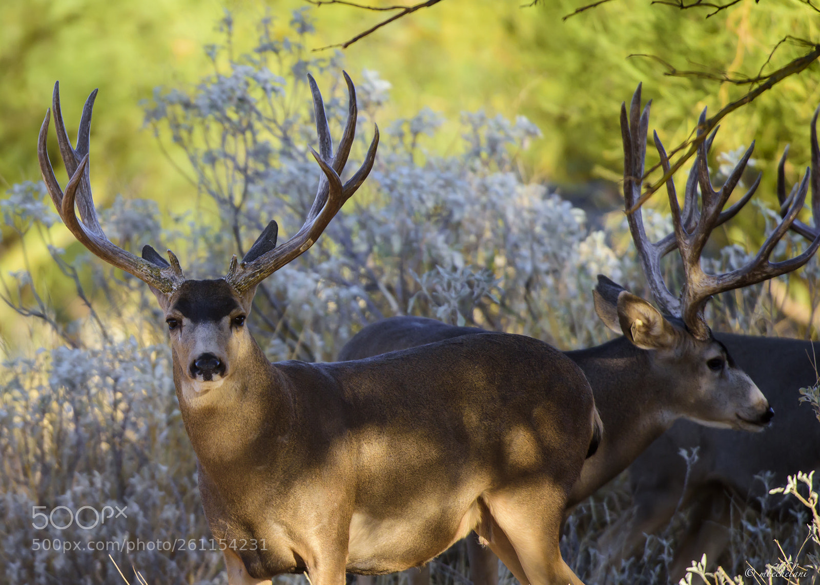 Nikon D810 sample photo. Mbs photography