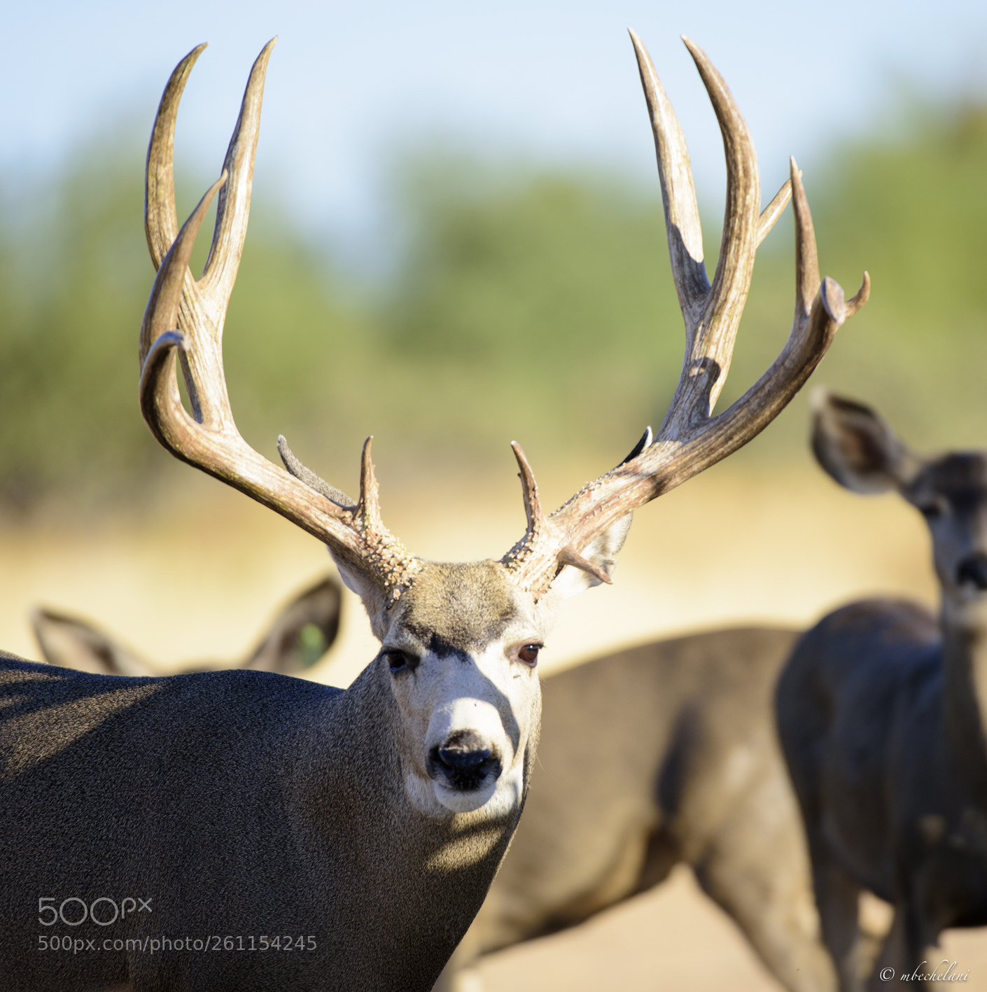 Nikon D810 sample photo. Mbs photography