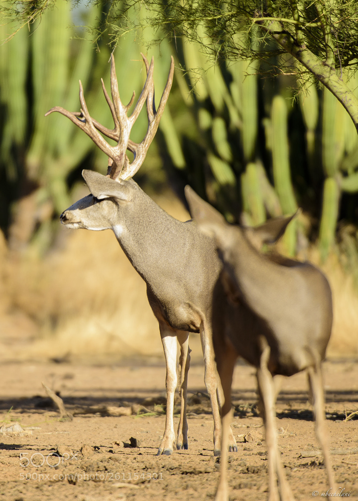 Nikon D810 sample photo. Mbs_3141-2.jpg photography