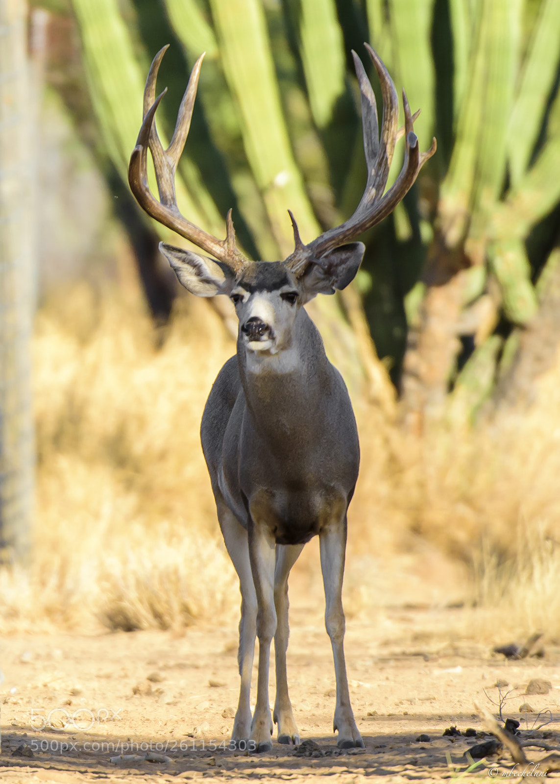 Nikon D810 sample photo. Mbs_3131-2.jpg photography
