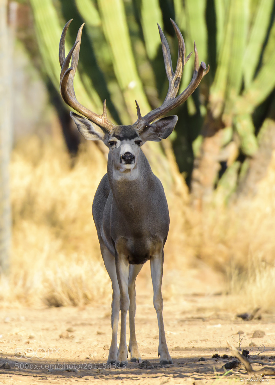 Nikon D810 sample photo. Mbs_3130-2.jpg photography