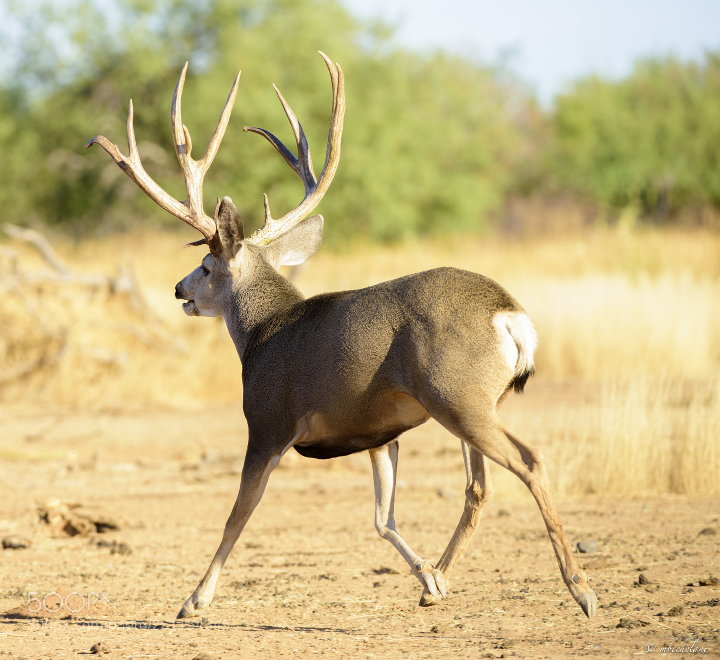 Nikon D810 sample photo. Mbs_3121-2.jpg photography